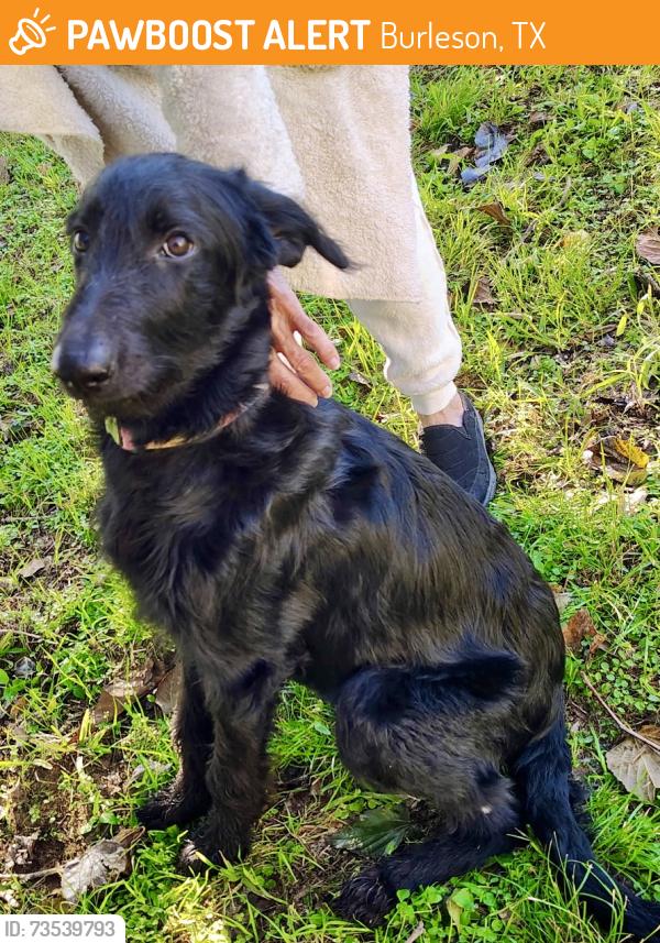 Found/Stray Female Dog last seen Oak grove, Burleson, TX 76028