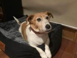 Reunited Female Dog last seen Glasgow st and Lawley st, Reservoir, VIC 3073