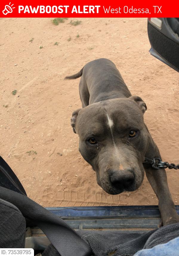 Lost Male Dog last seen Moss and 57th, West Odessa, TX 79764