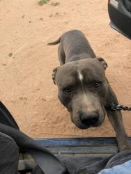 Lost Male Dog last seen Moss and 57th, West Odessa, TX 79764
