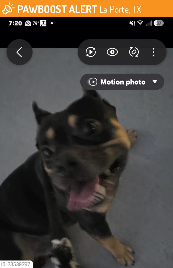 Found/Stray Male Dog last seen Park and Virginia streets, La Porte, TX 77571