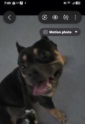 Found/Stray Male Dog last seen Park and Virginia streets, La Porte, TX 77571
