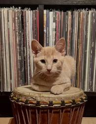 Lost Male Cat last seen Blackburn street and Nearby street, Santa Cruz, CA 95060