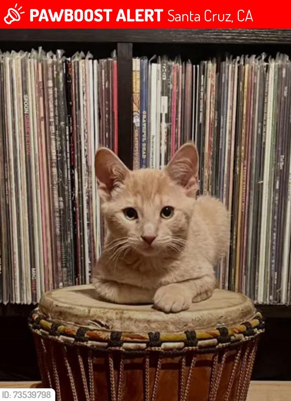 Lost Male Cat last seen Blackburn street and Nearby street, Santa Cruz, CA 95060