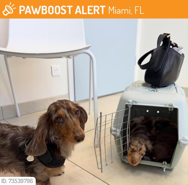 Found/Stray Female Dog last seen Near SW 30th Ct, Coconut Grove, FL 33133, Miami, FL 33133