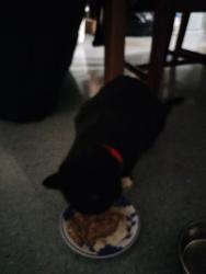 Reunited Male Cat last seen Near NW Laurel Ave, Dundee oregon, Dundee, OR 97115