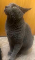 Lost Female Cat last seen Blackburn street and Nearby Street, Santa Cruz, CA 95060