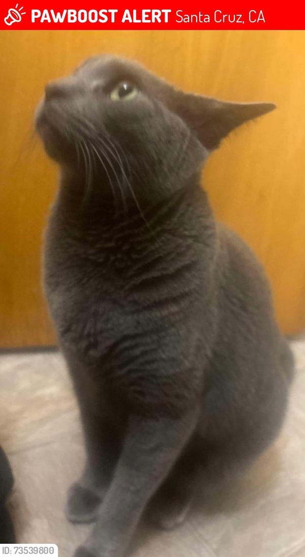 Lost Female Cat last seen Blackburn street and Nearby Street, Santa Cruz, CA 95060