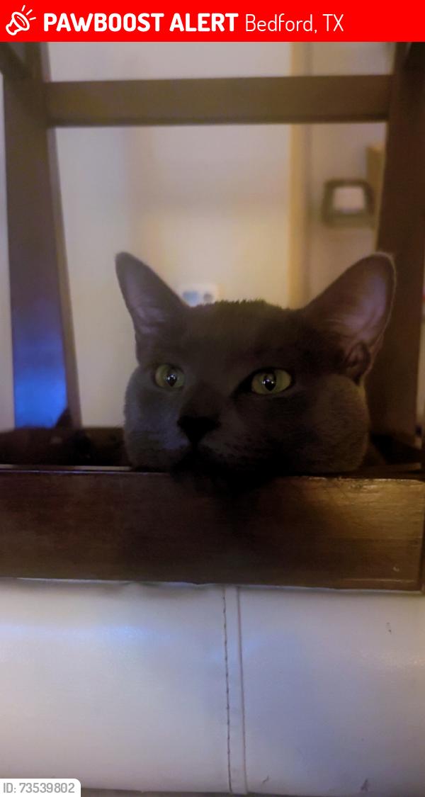 Lost Male Cat last seen In front of my hse by the grass, Bedford, TX 76021