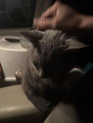Reunited Male Cat last seen Stapleton Rd and Plomondon st, Vancouver, WA 98661