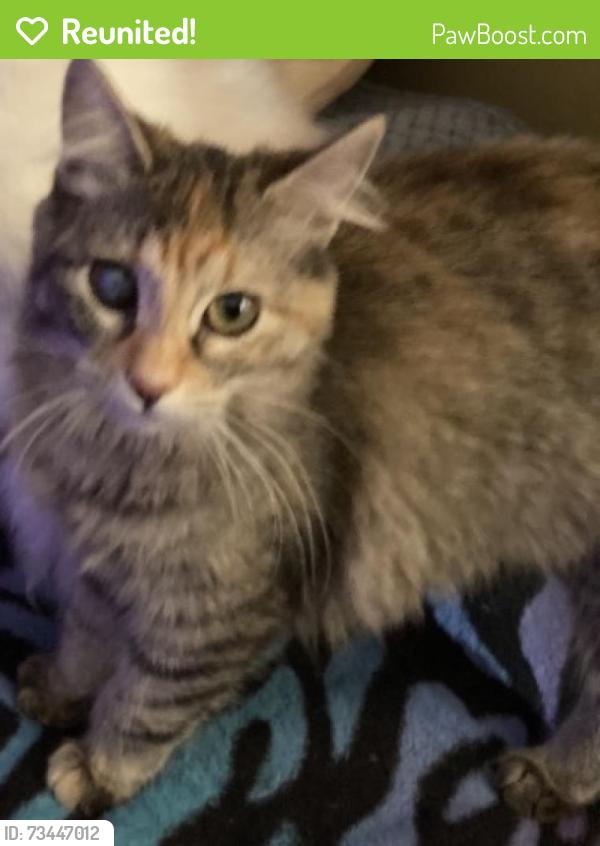 Reunited Female Cat last seen Near north 700 west, Salt Lake City, UT 84116