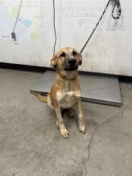 Shelter Stray Male Dog last seen Near BLOCK N MILLBROOK AVE, FRESNO CA 93703 4146, 5277 E Airways Blvd, Fresno, CA 93727, USA