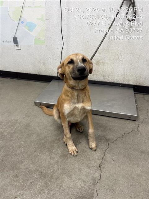 Shelter Stray Male Dog last seen Near BLOCK N MILLBROOK AVE, FRESNO CA 93703 4146, 5277 E Airways Blvd, Fresno, CA 93727, USA