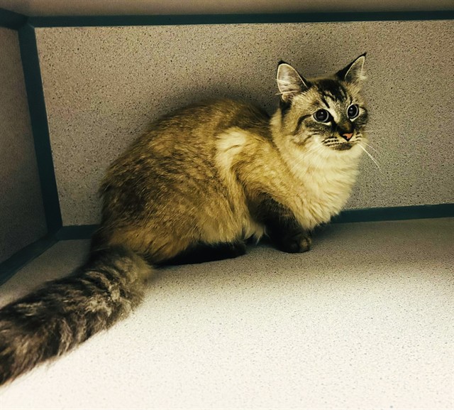Shelter Stray Female Cat last seen , 29525 Agoura Rd, Agoura Hills, CA 91301, USA