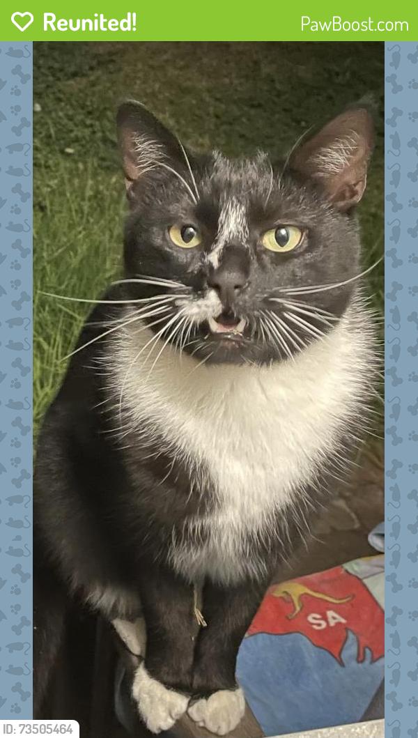 Reunited Male Cat last seen Throsby, Narellan Vale, NSW 2567