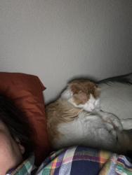 Reunited Female Cat last seen Near and Irma dr, Northglenn, CO 80233