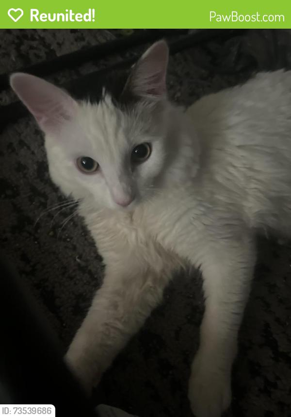 Reunited Male Cat last seen Central Ave and Bell Road, Phoenix, AZ 85023