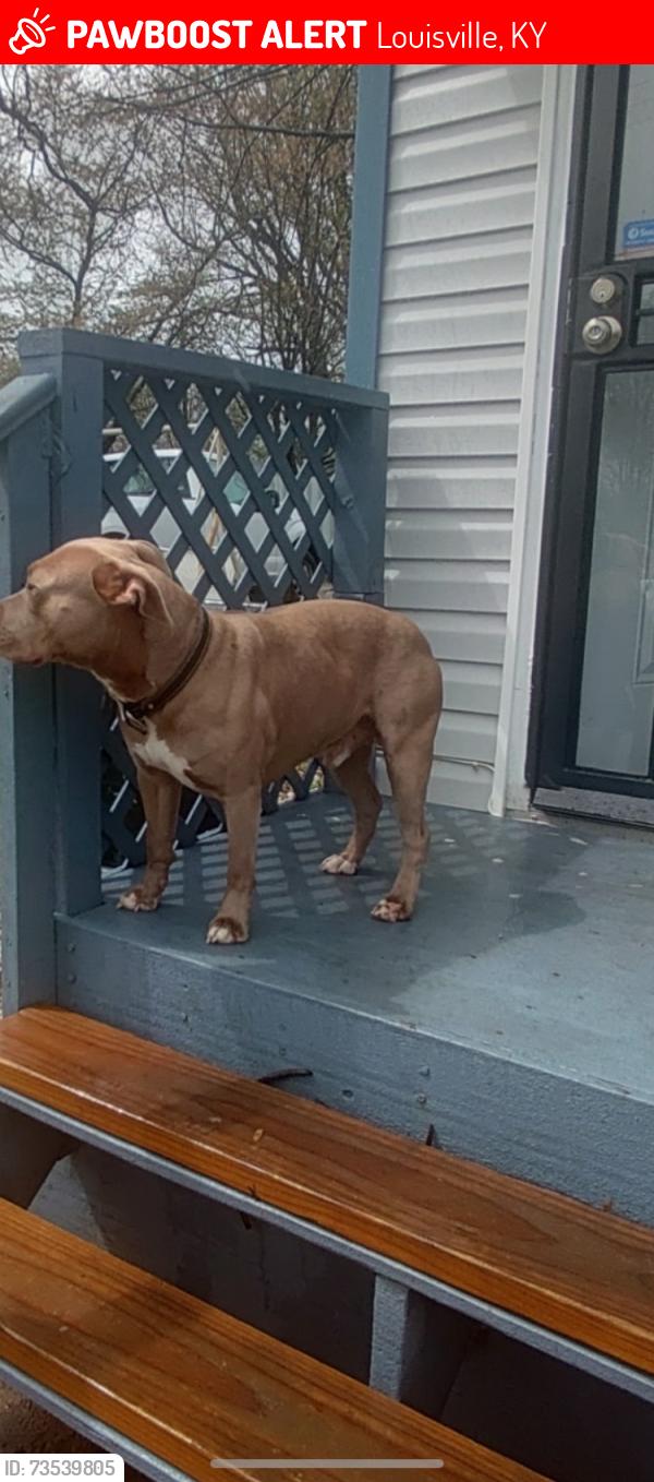 Lost Male Dog last seen 23rd St by alley, Louisville, KY 40210