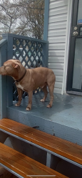 Lost Male Dog last seen 23rd St by alley, Louisville, KY 40210