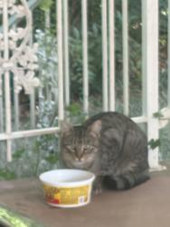 Found/Stray Male Cat last seen Neighborhood around Woodhaven and Tanglewood, Tyler, TX 75701