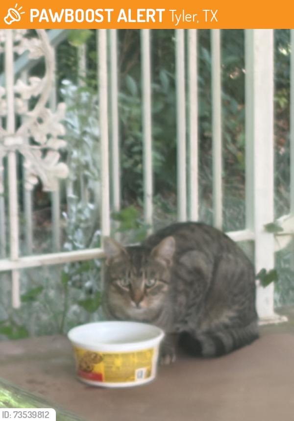 Found/Stray Male Cat last seen Neighborhood around Woodhaven and Tanglewood, Tyler, TX 75701