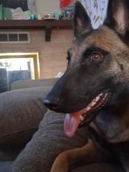 Lost Female Dog last seen North Street and Somis Rd, Somis, CA 93066