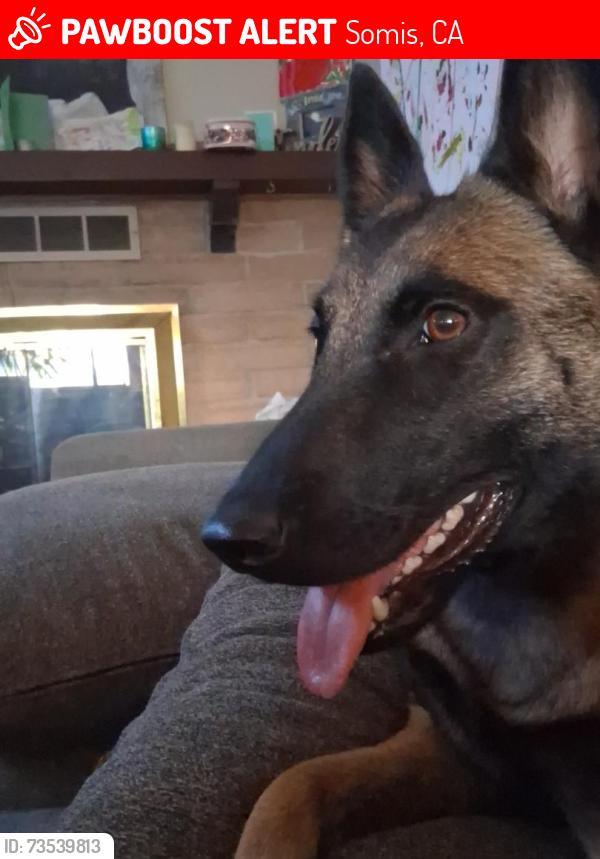Lost Female Dog last seen North Street and Somis Rd, Somis, CA 93066