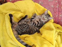 Lost Female Cat last seen TCR Garage, Greater London, England DA1 4HA