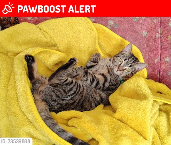 Lost Female Cat last seen TCR Garage, Greater London, England DA1 4HA