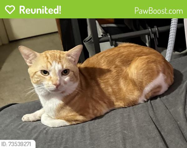 Reunited Male Cat last seen Lavonia and New York, San Antonio, TX 78214
