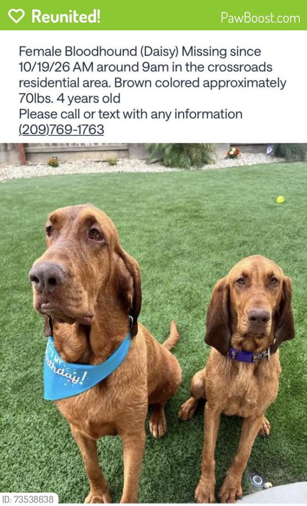 Reunited Female Dog last seen Skylar Ct, Riverbank, CA 95367, USA, Riverbank, CA 95367