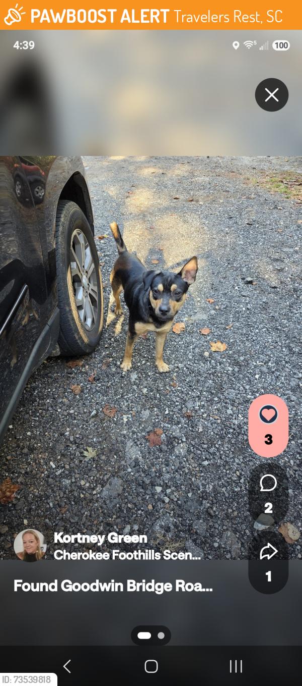 Found/Stray Male Dog last seen Near Goodwin Bridge Rd., Travelers Rest, SC 29690
