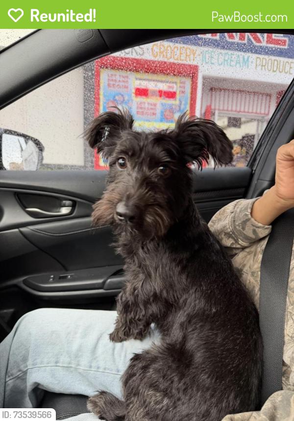 Reunited Female Dog last seen San Gabriel, San Gabriel, CA 91776