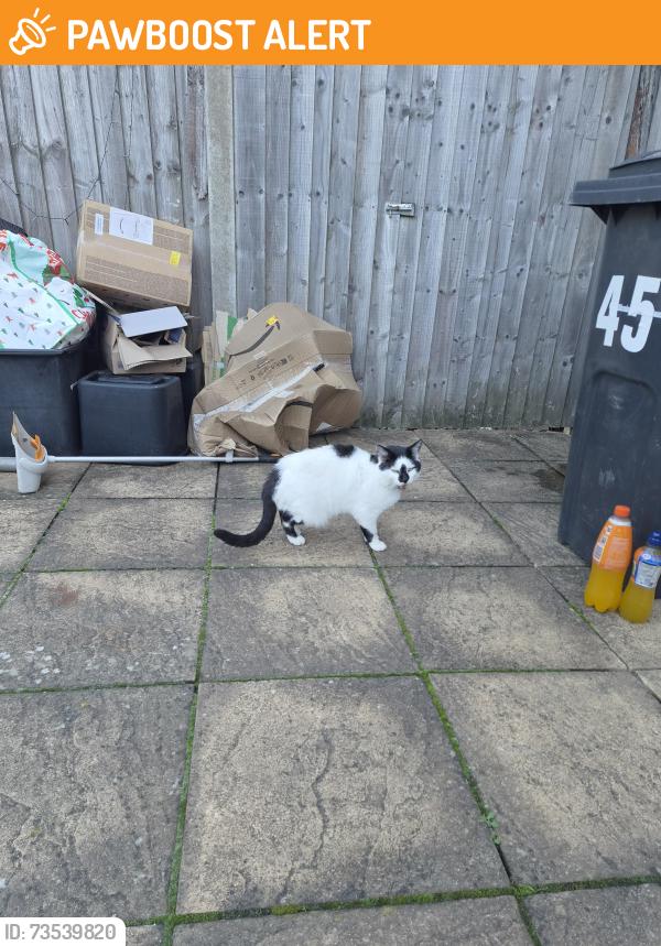 Found/Stray Male Cat last seen Elmdale Crescent, Northfield, England B31 3UP