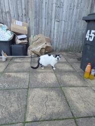 Found/Stray Male Cat last seen Elmdale Crescent, Northfield, England B31 3UP
