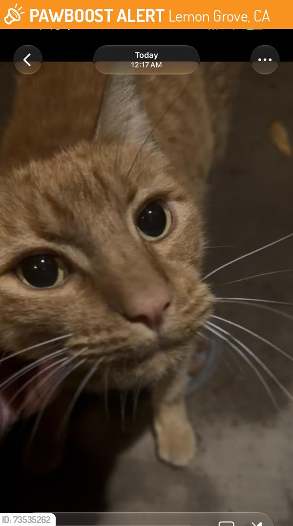 Found/Stray Male Cat last seen Washington & Cinderella, Lemon Grove, CA 91945