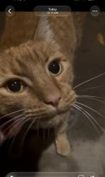 Found/Stray Male Cat last seen Washington & Cinderella, Lemon Grove, CA 91945