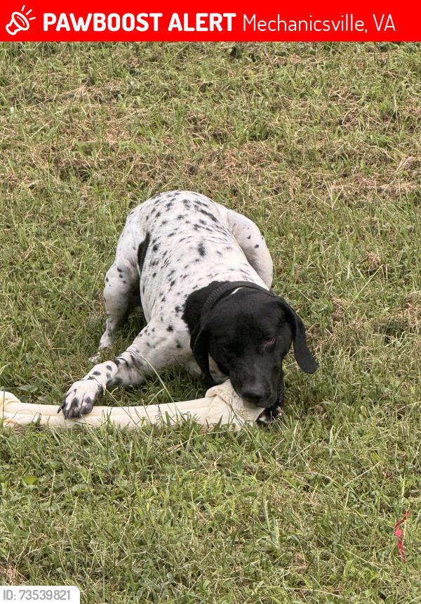 Lost Male Dog last seen mcclellan road, westwood road, Mechanicsville, VA 23111