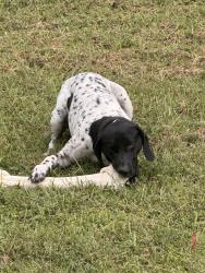 Lost Male Dog last seen mcclellan road, westwood road, Mechanicsville, VA 23111