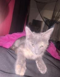 Reunited Female Cat last seen Broz bar, River Falls, WI 54022