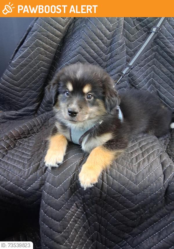 Found/Stray Male Dog last seen Whole food, Miami-Dade County, FL 33181