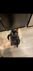 Reunited Male Cat last seen McGraff’s, Loveland, CO 80537