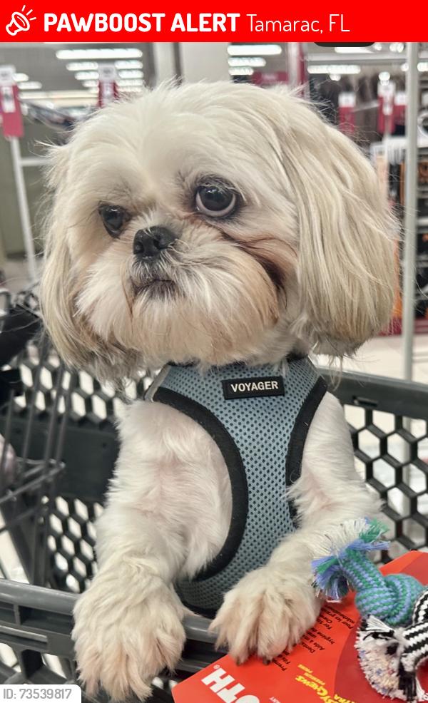 Lost Male Dog last seen Across W Commercial Blvd by Pep Boys, Fort Lauderdale, FL 33319