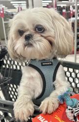 Lost Male Dog last seen Across W Commercial Blvd by Pep Boys, Fort Lauderdale, FL 33319