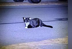 Found/Stray Unknown Cat last seen Modoc road, Columbus, OH 43085