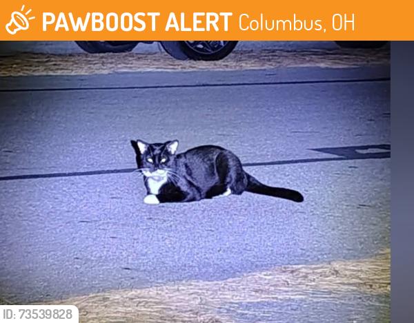 Found/Stray Unknown Cat last seen Modoc road, Columbus, OH 43085