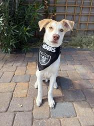 Lost Male Dog last seen Las Vegas, NV, Las Vegas, NV 89101