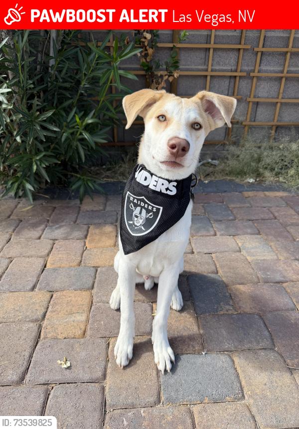 Lost Male Dog last seen Las Vegas, NV, Las Vegas, NV 89101