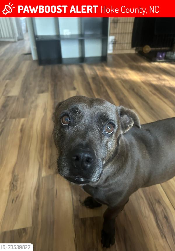 Lost Female Dog last seen Pittman church rd, Hoke County, NC 28376