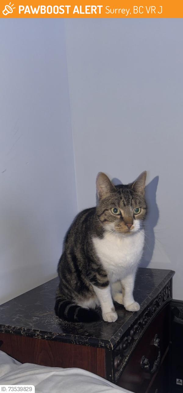 Found/Stray Unknown Cat last seen Near and 101, Surrey, BC V3R 4J6
